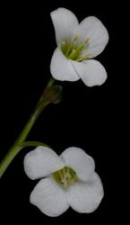 Cardamine reptans. Top view of flowers.
 Image: P.B. Heenan © Landcare Research 2019 CC BY 3.0 NZ